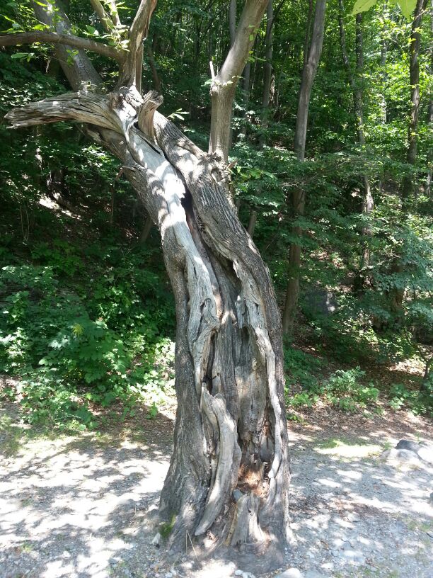 Per fare un albero…